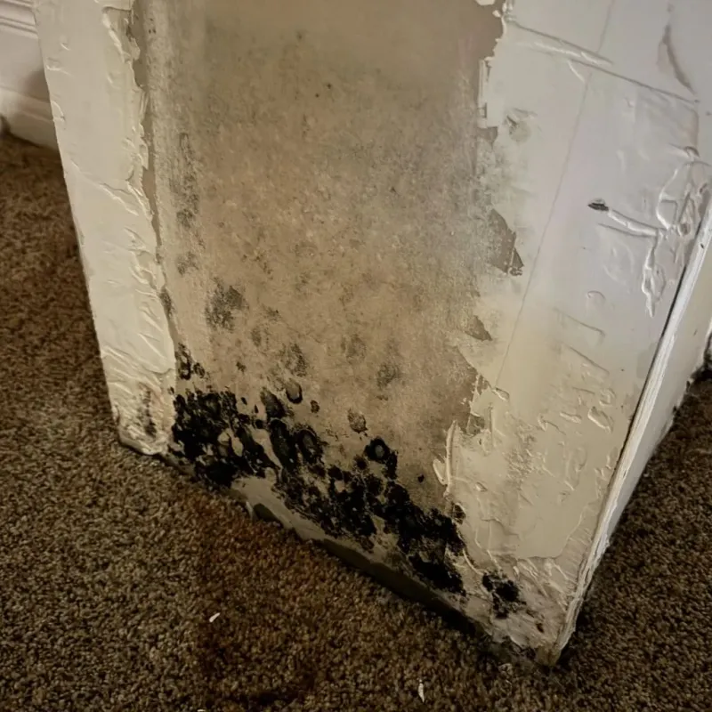 Professional Mold Removal in Mapleton, UT